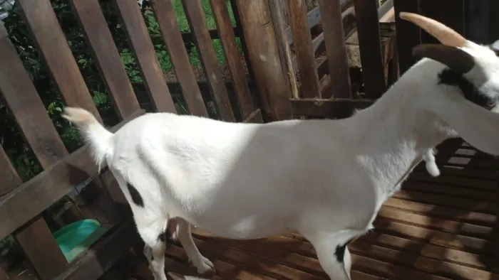 Vendo cabrita primeira cria