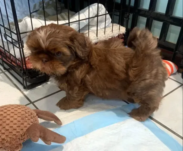 Filhotes de Shih Tzu | Filhote cheio de vida e encanto.