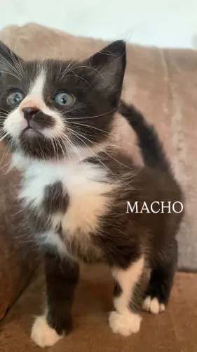 Filhotes de gatos