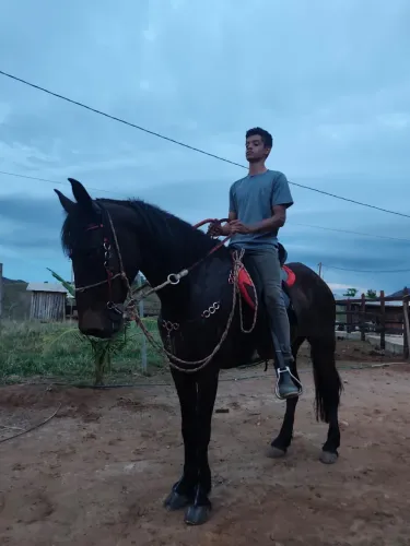 Cavalo de marcha picada castrado