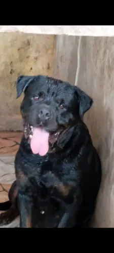 Rottweiler filhotes e adultos  