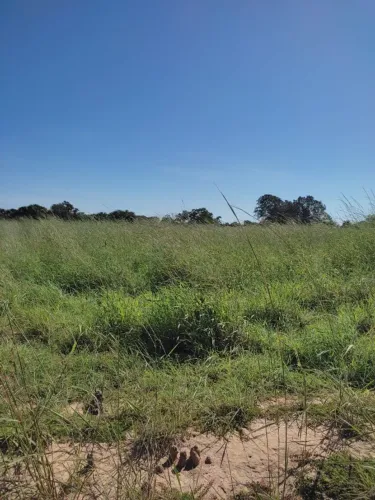 ALUGA-SE PASTO EM FAZENDA