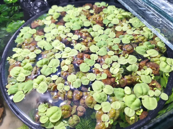 Phyllanthus Fluitans - Plantas aquáticas para Aquário