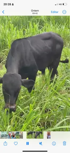 Vendo esse bezerro 
