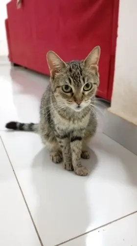 Doação de gata castrada