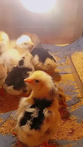 Pintinhos Galinha sertaneja balão