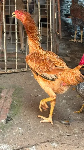 Galinha indio gigante
