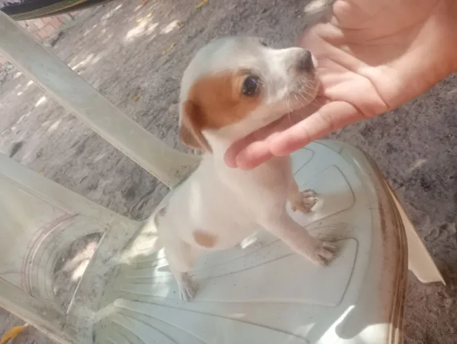 Cachorrinha pra doação 