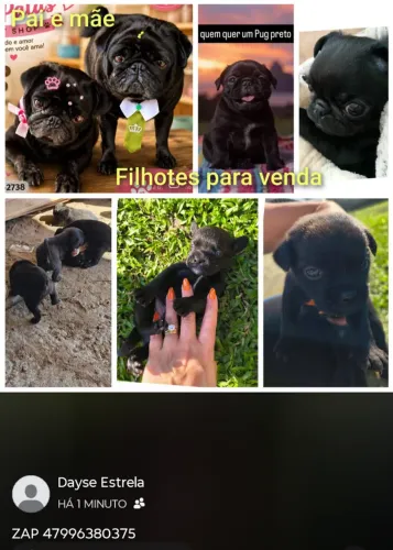 Animais