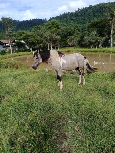 Cavalo petiço marchador 