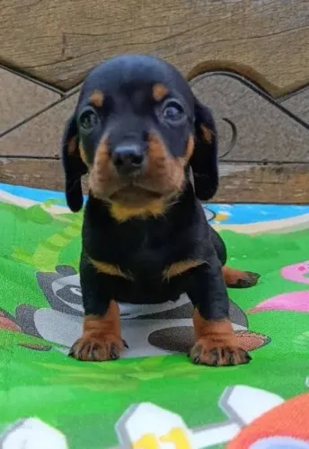 Basset dachshund mini fêmeas