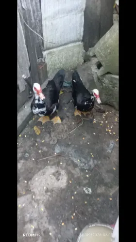 Casal de patos de raça.