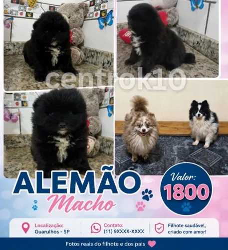 Spitz alemão Lulu da pomerana preto macho