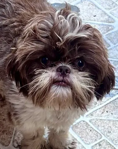 Shihtzu adulta fêmea