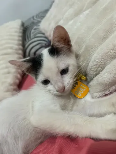pet