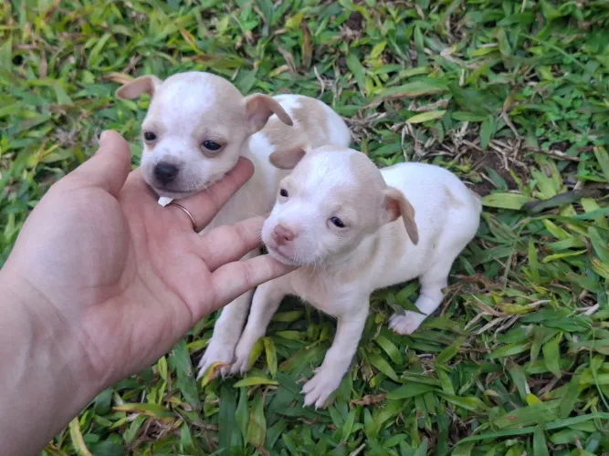 Pinscher Miniatura Cor Rara