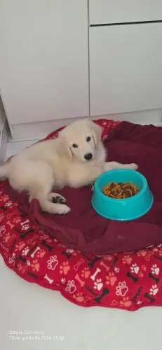 Golden Retriever 