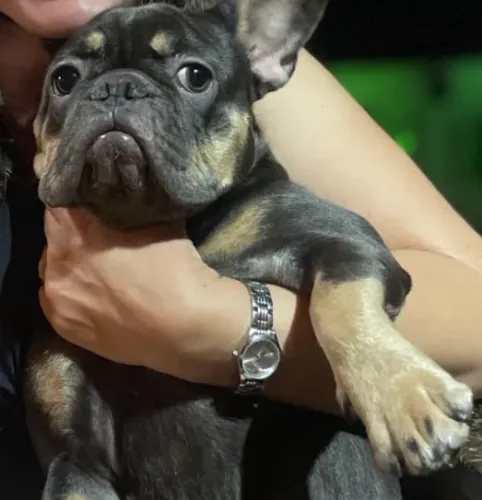 Buldog Francês