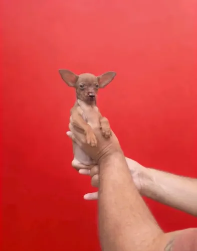 Pinscher Zero Macho Mini