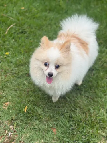 Spitz alemão mini para cobertura