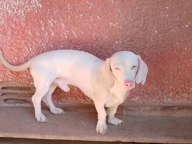 Basset (Salsicha )Macho Isabela Adulto