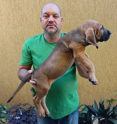 Filhote Macho Fila Brasileiro Disponível