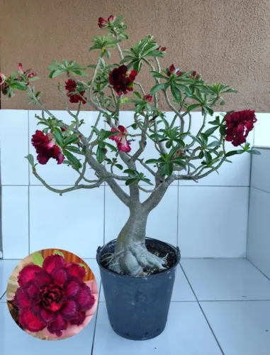 Rosa do Deserto Vermelha Gigante