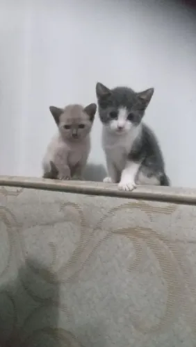 Doação de 2 gatinhos