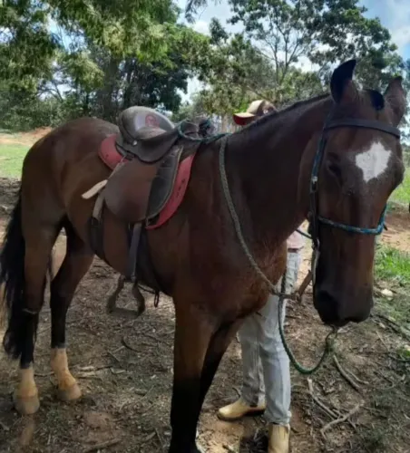 Cavalo 8 anos , marcha picada , grande quente e bonito