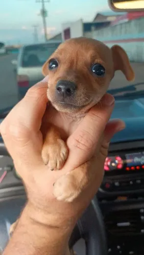Pinscher