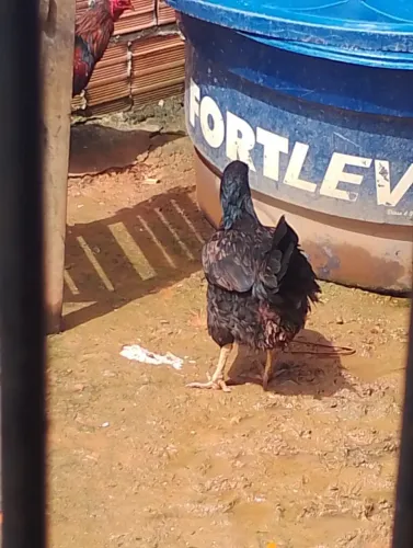 Uma galinha boa caipira gorda e boa e saudável) vendo pó 100$ e faço negócio tb