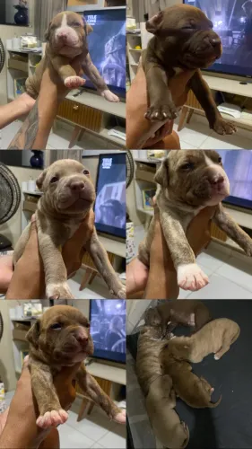Vende - se filhotes de pitbull 