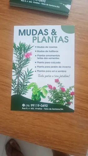 Ornamental e mudas de frutíferas 