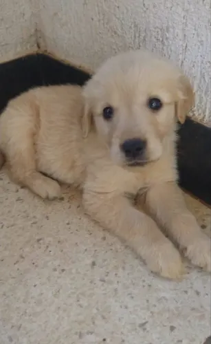 FILHOTE GOLDEN RETRIEVER