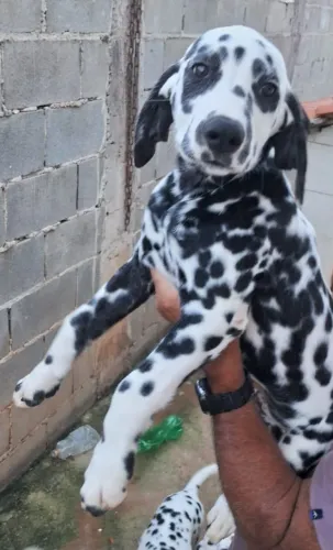Dálmata fêmea e macho 