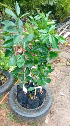 Plantas e jardins