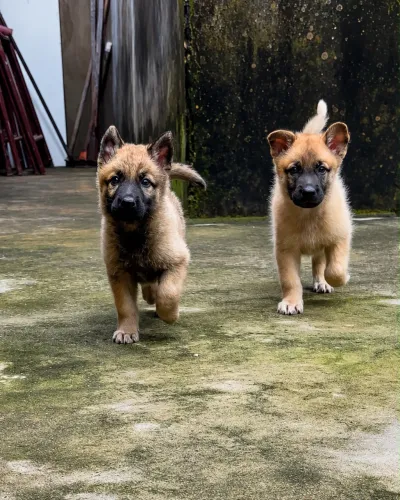 Filhotes de pastores de malinois 