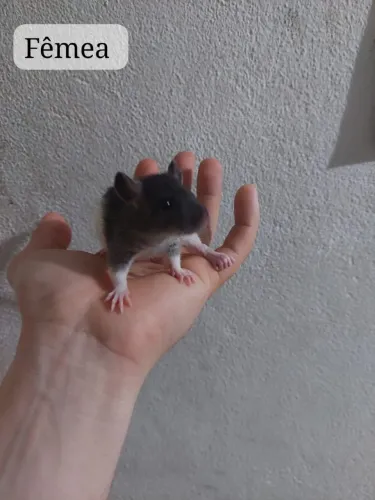 Ratos twister mansos