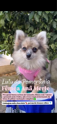 Lulu da Pomerania merle fêmea 