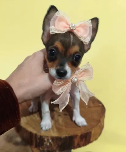 Fêmea Pinscher Cheia de Energia