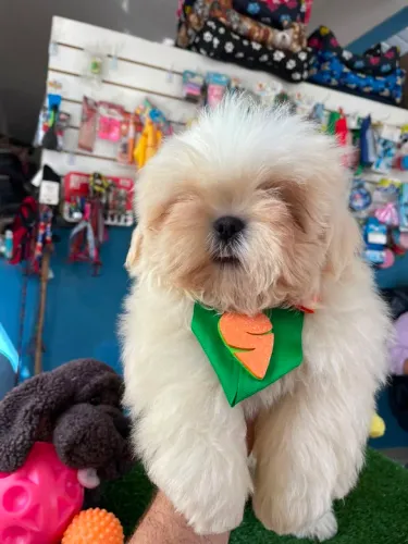 Shihtzu macho mini branco