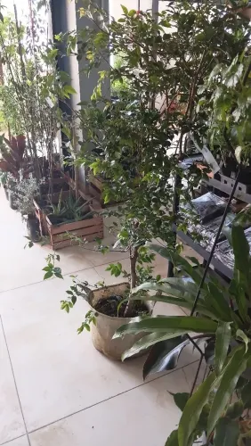 Mudas Ornamentais e Frutíferas