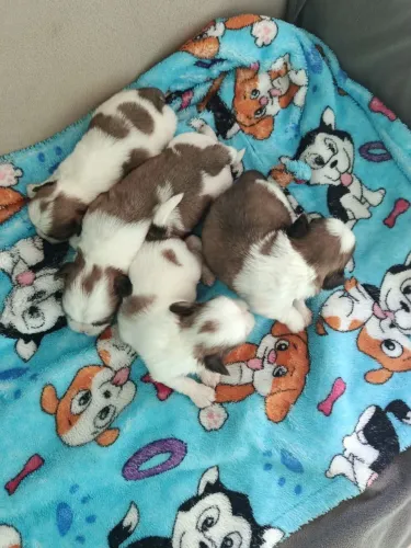 Shih tzu filhote puro 900 Reais