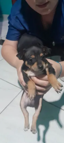 Cachorro pinscher n1
