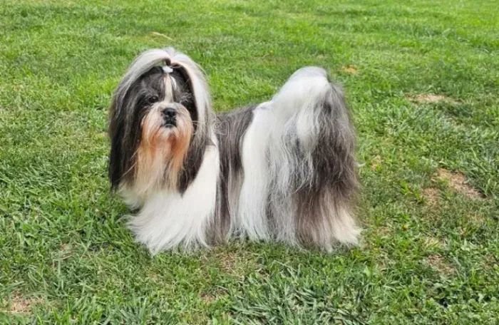 Doação Shih Tzu