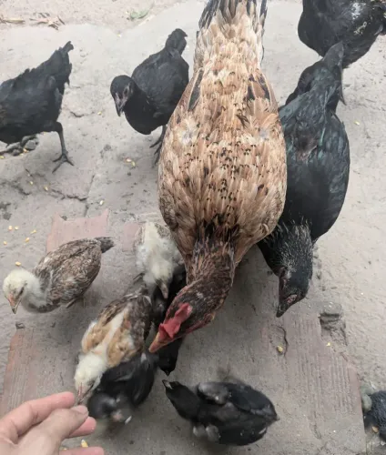 Doação de Terreno para criação de galinha caipira