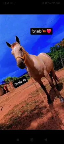 Cavalo