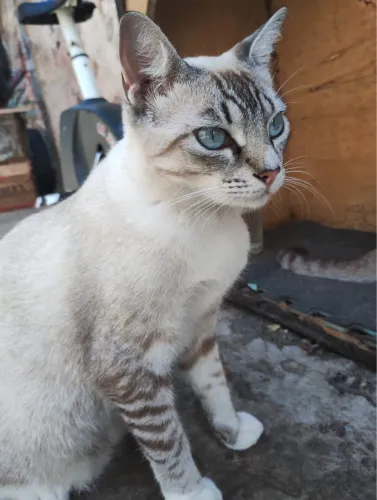 Gatinhas 8meses castradas para adoção 