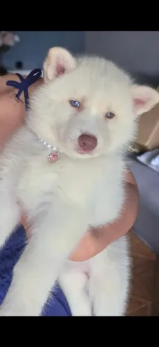 Filhote Husky Branco Isabela