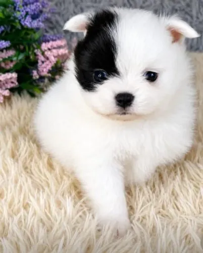 Lulu da Pomerânia Macho CBKC 